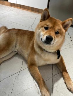 picture of dog