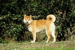picture of dog