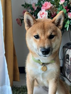 picture of dog