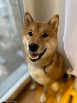 picture of dog