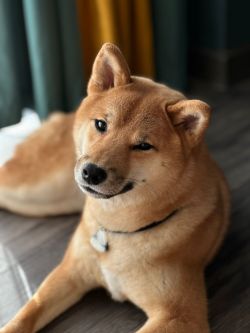 picture of dog