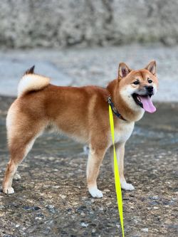 picture of dog