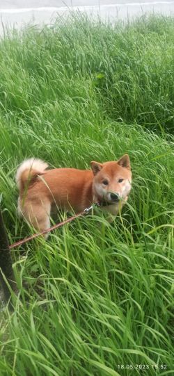 picture of dog