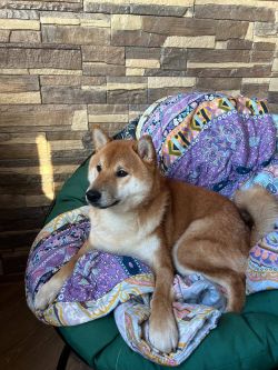 picture of dog