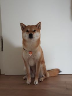 picture of dog
