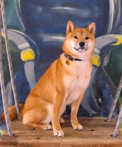 picture of dog