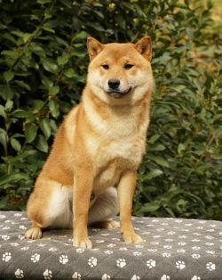 picture of dog