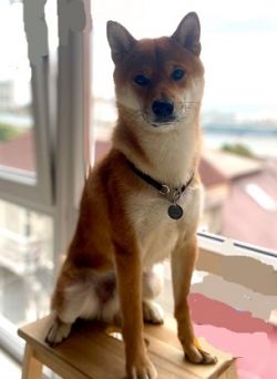 picture of dog