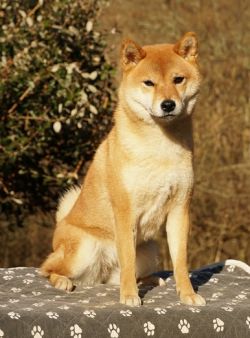 picture of dog