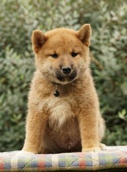 picture of dog