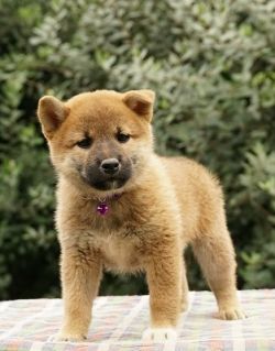 picture of dog