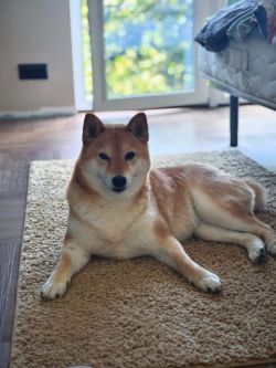 picture of dog