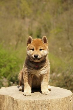 picture of dog