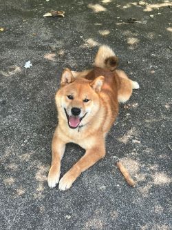 picture of dog