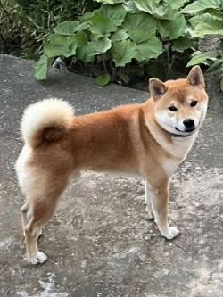 picture of dog