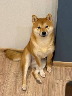 picture of dog