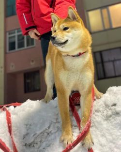 picture of dog