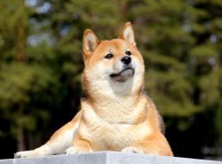 picture of dog