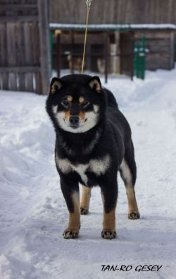 picture of dog