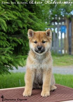 picture of dog
