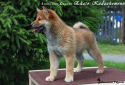 picture of dog