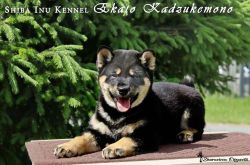 picture of dog