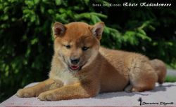 picture of dog