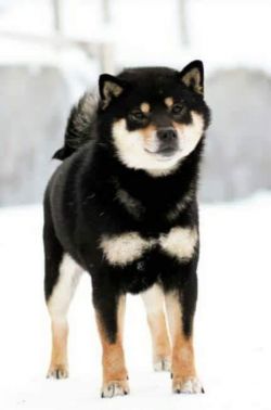 picture of dog