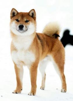 picture of dog