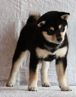 picture of dog