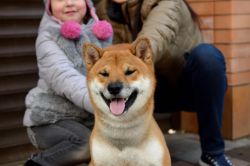picture of dog