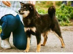 picture of dog