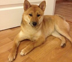 picture of dog