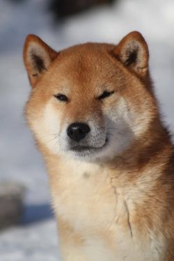 picture of dog