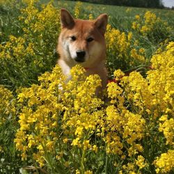 picture of dog
