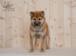 picture of dog