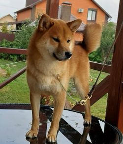 picture of dog