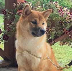 picture of dog