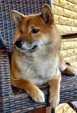 picture of dog