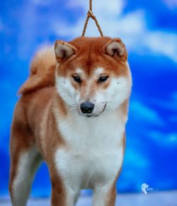 picture of dog
