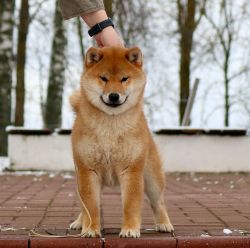 picture of dog