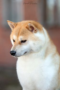 picture of dog