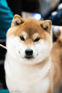 picture of dog