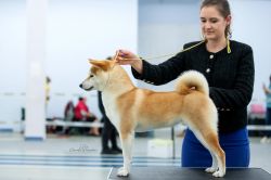 picture of dog