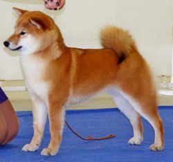 picture of dog
