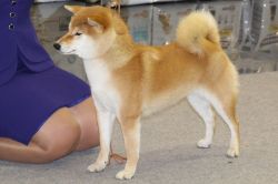 picture of dog