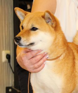 picture of dog