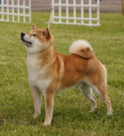 picture of dog