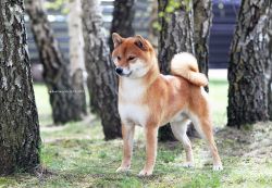 picture of dog