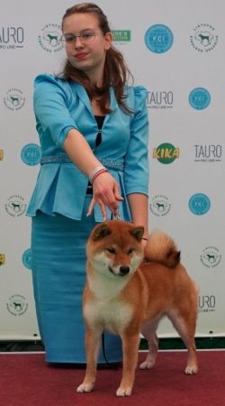 picture of dog